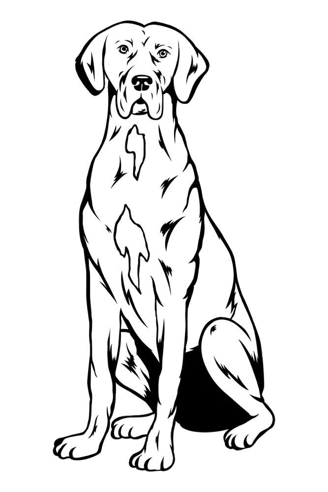 Pets Etching - Image 3